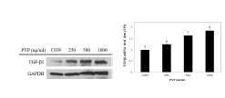 Peptided 5는 Hs27 세포의 TGF-β 발현을 증가시켰다