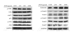 Peptided 5는 Hs27 세포의 MAPK signal pathway에는 영향을 미치지 않고, TGF-β/Smad signal pathway를 활성화시켰다