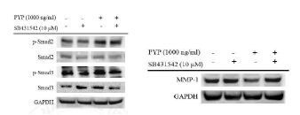Peptide 5 처리로 증가되었던 세포 내 p-Smad2와 p-Smad3의 발현이 SB431542 처리로 인해 감소됨을 확인하였다