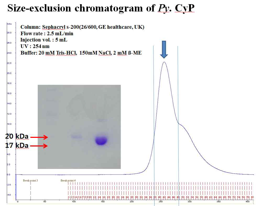 Anion-exchange chromatography를 마친 단백질을 size-exclusion chromatography를 통해 정제하였다