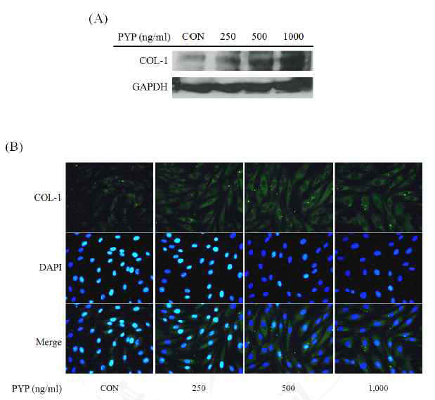 Peptided 5는 Hs27 세포에서 type I collagen, procollagen 발 현을 증가시켰다
