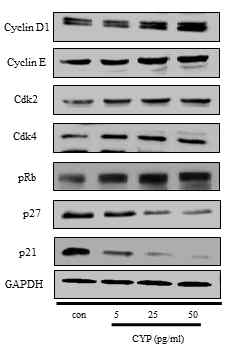 Cyp는 Cyclin과 Cdk의 발현을 증가시키고, p21, p27의 발현을 감소시킴으로써 IEC-6 세포의 증식을 촉진하였다