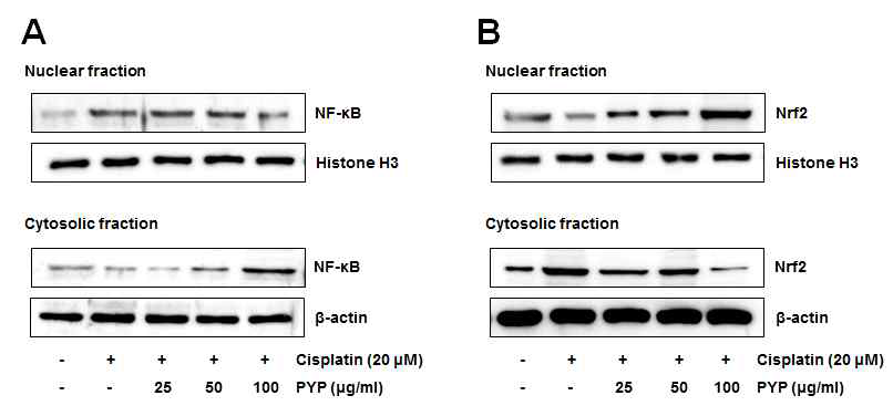 김열수추출물의 처리 하였을 경우, cisplatin과는 달리 Nrf2의 활성을 회복시켜 Nrf2의 핵 내 이동을 유도할 뿐 아니라 NF-kB의 활성을 저해하여 NF-kB의 핵 내 이동을 감소시켰다