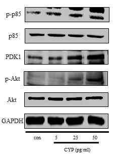 Cyp는 p85 인산화 및 PDK1 단백질 발현과 Akt의 인산화를 증가시켰다