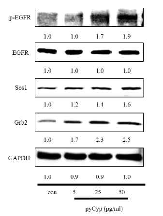 Cyp는 EGFR의 인산 화 및 그 하위인자인 Grb2, Sos1의 발현을 증가시켰다