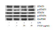 LPS의 처리는 STAT3, 6의 발현과 인산화에 영향을 미치지 않 았으나 김 단백질 을 처리한 경우 STAT 3, 6의 인산 화를 증가시키는 것으로 확인되었다