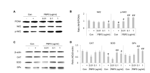 PBP2가 간세포 내 과산화수소에 의해 유발된 산화적 스트레스의 저감 효과를 가지며, p-Nrf2와 SOD, GPx의 발현 증가를 통해 항산화 작용을 한다는 사실을 확인할 수 있었다