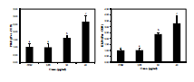 LPS의 처리는 PPARγ와 KLF4의 발현에 영향을 미치지 않았지만 김 단백질을 처리할 경우 PPARγ와 KLF4의 발현을 증가시키는 것으로 확인되었다