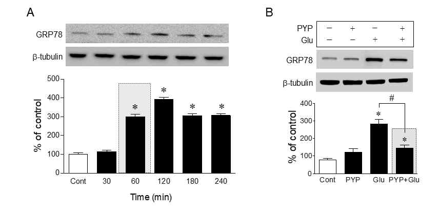 글루타메이트 노출 30분 후부터 GRP78 단백질의 발현이 증가하였으며, 이러한 GRP78 증가는 방사무늬김 펩타이드에 의해 억제되었다