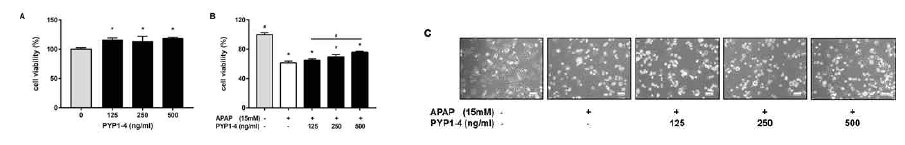 APAP에 의한 HepG2 간세포 독성이 peptide 4에 의해 감소하였다