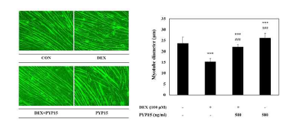DEX에 의해 감소했던 세포직경이 방사무늬김 peptide 5에 의해 증가하였다