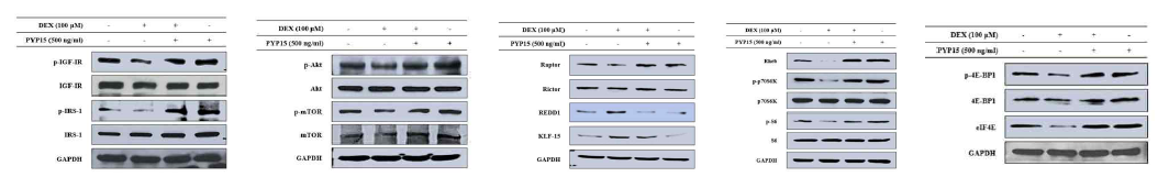 DEX에 의해 억제된 IGF-IR/Akt/mTORC1 신호전달이 방사무늬김 peptide 5에 의해 활성화되었다