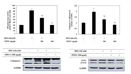 DEX에 의해 증가했던 proteolytic systems이 방사무늬김 peptide 5에 의해 감소하였다