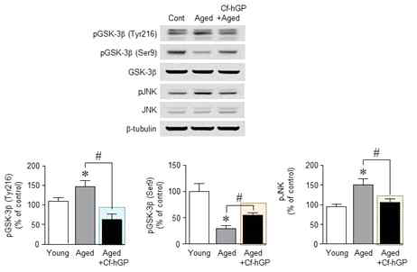 노화에 따라 GSK-3β(Tyr216) 및 JNK 인산화는 증가하였으며, GSK-3β(Ser9) 인산화는 유의적으로 감소함. 이러한 인산화 변화는 매생이 당단백질의 장기투여에 의해 조절되었다