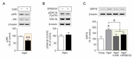 GSK-3β 활성을 억제하였을 경우, JNK의 인산화가 유의적으로 감소하였으나, JNK를 억제하였을 경우에는 GSK-3β 인 산화에 영향을 주지 않음. 해당 인산화 효소들을 억제하였을 경우, 노화에 따른 소포체스트레스가 감소하였다