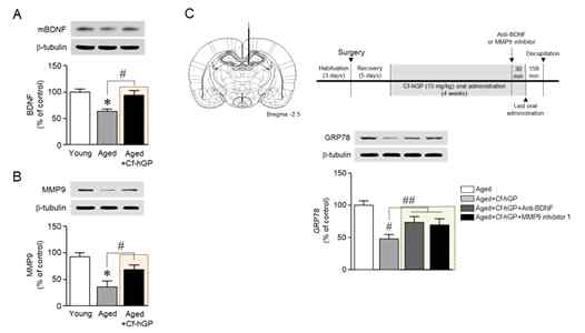 매생이 당단백질에 의해 감소된 소포체스트레스가 BDNF 및 MMP9를 억제할 경우 유의적으로 증가하였다