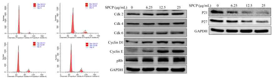 SPCP는 CCD-986sk cells의 세포주기 진행을 촉진하였으며, S기 진행 촉진에 관여하는 Cyclin-Cdk 상향조절 및 CKIs(p21 및 p27)의 하향조절을 확인하였다