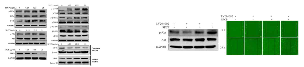 Western blot 분석을 통해 SPCP 처리에 의한 PI3K/Akt/mTOR pathway 활성화를 확인하고, Akt 억제제인 LY294002의 처리 후 CCD-986sk의 이동은 SPCP의 존재하에 현저히 감소되는 것을 확인함으로써 SPCP의 증식 및 이동과정에 Akt signaling pathway가 관여함을 검증하였다