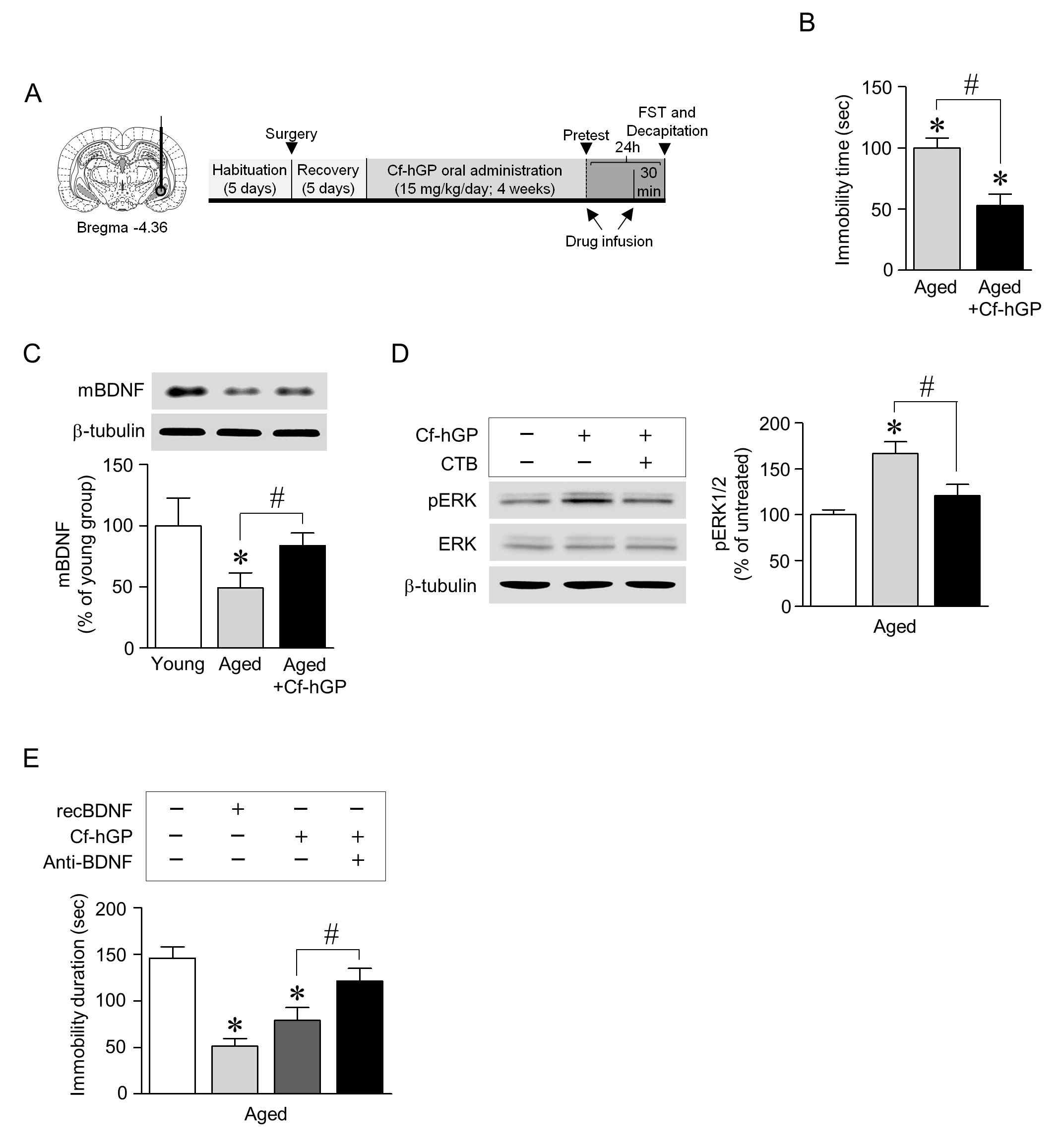 매생이 수용성 당단백질의 반복투여에 의해 노령 쥐의 우울증 유사행동이 감소되었으며, 해마 뇌신경성장인자(BDNF)를 매개한 TrkB-ERK1/2 신호전달이 활성화되었다