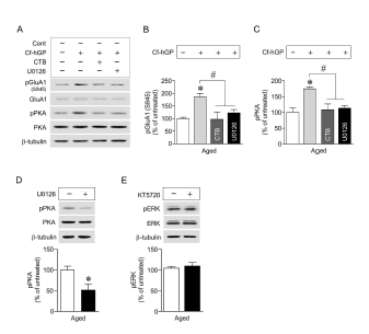 매생이 수용성 당단백질에 의해 활성화된 해마 BDNF-ERK1/2 신호전달은 AMPA 수용체 GluA1(S845) 및 PKA 인산화를 증가시켰다