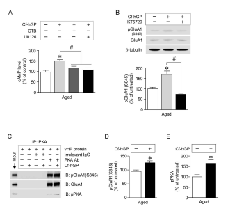 매생이 수용성 당단백질에 의한 해마 BDNF를 매개한 cAMP/PKA 신호전달의 활성화가 AMPA 수용체 GluA1(S845) 인산화를 증가시켰다