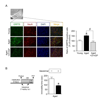 매생이 수용성 당단백질이 해마 소포체스트레스반응 단백질 GRP78 발현을 감소시켰으며, 소포체스트레스를 억제하였을 경우 노령쥐의 우울증 유사행동이 감소되었다