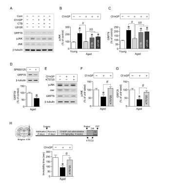 매생이 수용성 당단백질에 의해 활성화된 해마 BDNF-PKA 신호 전달이 소포체스트레스반응 단백질 GRP78 발현을 감소시켰으며, 노령 쥐의 우울증 유사행동을 억제하였다