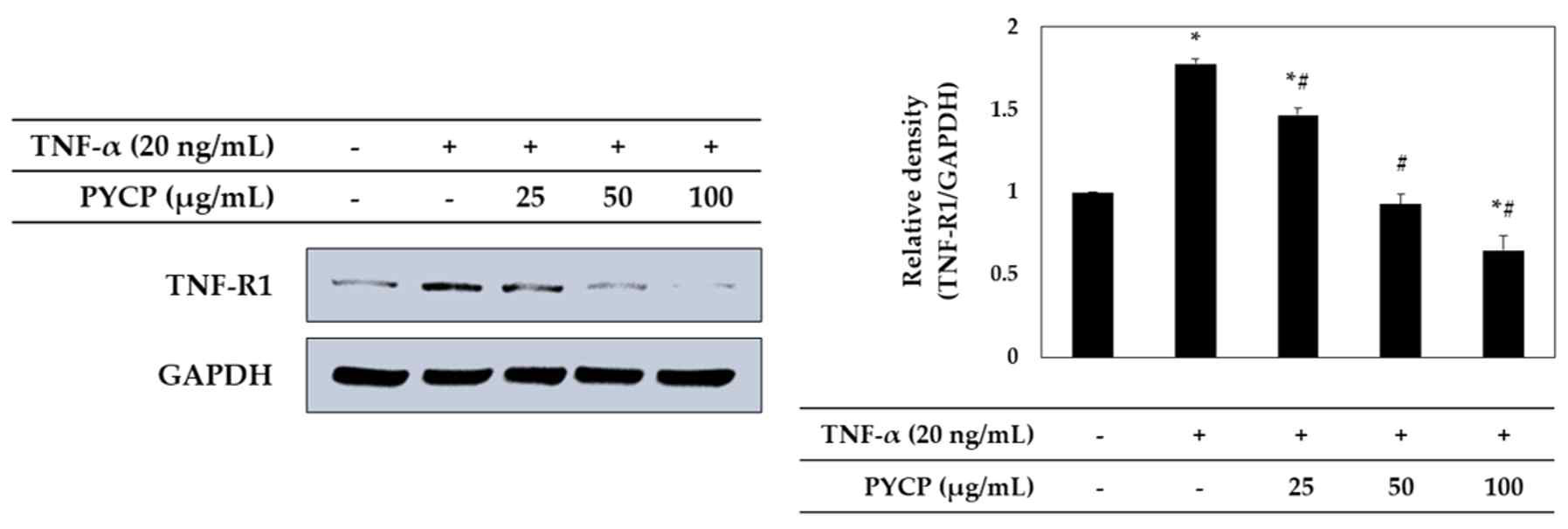 TNF-α에 의해 증가된 TNF-R1의 발현이 방사무늬김 단백질의 처리에 의해 감소하였다