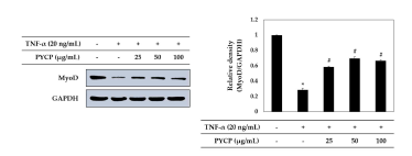 TNF-α에 의해 감소된 Myo D의 발현이 방사무늬김 단백질의 처리에 의해 증가하였다
