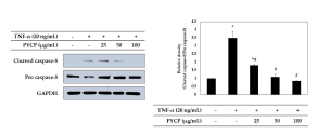 TNF-α에 의해 증가된 Cleaved caspase-8의 발현이 방사무늬김 단백질의 처리에 의해 감소하였다