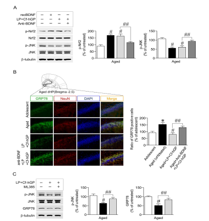 매생이 당단백질은 대뇌 해마 BDNF 신호 전달을 활성화함으로써, Nrf2의 인산화를 증가시켰음. 또한, Nrf2의 활성화는 JNK의 인산화 및 소포체스트레스를 감소시켰다