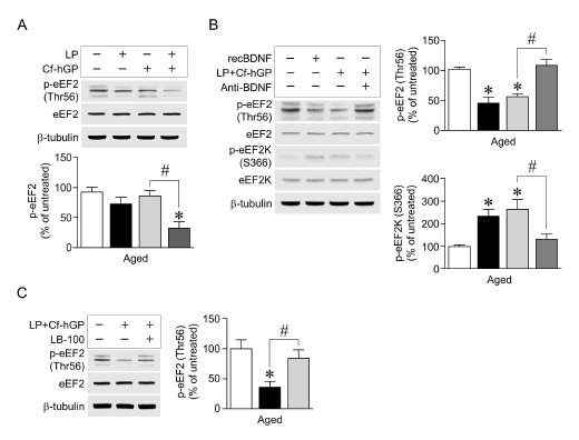 매생이 당단백질과 유산균의 복합투여는BDNF 신호전달을 활성화하여, 단백질 합성에 중요한 eEF2의 인산화는 억제하고, eEF2 kinase의 인산화는 증가시켰음. 또한, protein phosphatase 2A를 억제하였을 시, 복합투여에 의한 eEF2 인산화 감소효과가 상쇄되었다