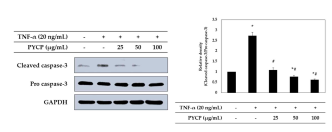 TNF-α에 의해 증가된 Cleaved caspase-3의 발현이 방사무늬김 단백질의 처리에 의해 감소하였다