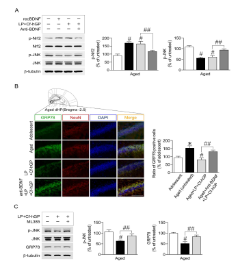 매생이 당단백질은 대뇌 해마 BDNF 신호전달을 활성화함으로써, Nrf2의 인산화를 증가시켰음. 또한, Nrf2의 활성화는 JNK의 인산화 및 소포체스트레스를 감소시켰다