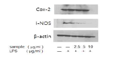 Western blotting을 통한 iNOS 및 COX-2 발현