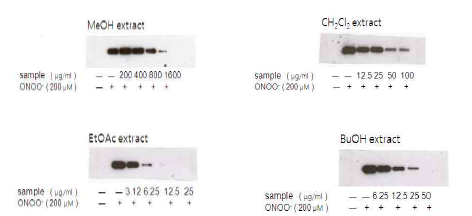 BSA를 이용하여 ONOO-를 매개로 한 western blot