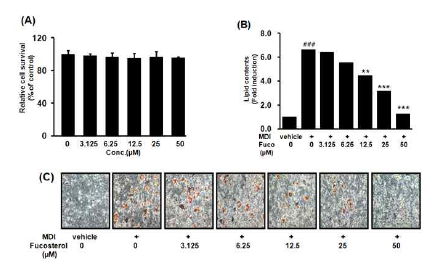 곰피의 CH2Cl2 분획물로부터 분리한 fucosterol의 분리와 3T3-L1세포에서의 세포독성과 adipogenesis와의 연관성을 확인한 결과, 50 uM농도까지 세포생존에 영향을 주지 않았다(A). Fucosterol은 세포생존에 영향 없이 농도-의존적으로 지방 함량을 감소시켰다(B). 감소된 지방 함량은 Oil Red O staining에 의해 확인하였다(C)