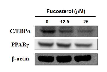 3T3-L1 adipocyte 세포에서 PPARγ와 C/EBP α 의 발현을 통한 fucosterol효과를 검증한 결과, 곰피로부터 분리한 fucosterol을 완전히 분화된 control adipocyte와 비교했을때 PPARγ와 C/EBPα 의 단백질 발현을 억제하였으며 이것은 PPARγ와 C/EBPα 의 발현을 통해 adipogenesis를 조절한다는 것을 알 수 있었다