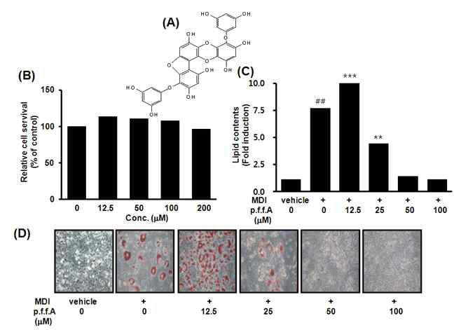 3T3-L1세포에서 곰피 EtOAc 분획물에서 분리한 phlorofucofuroeckol A의 세포생존과 adipogenesis 억제 효과