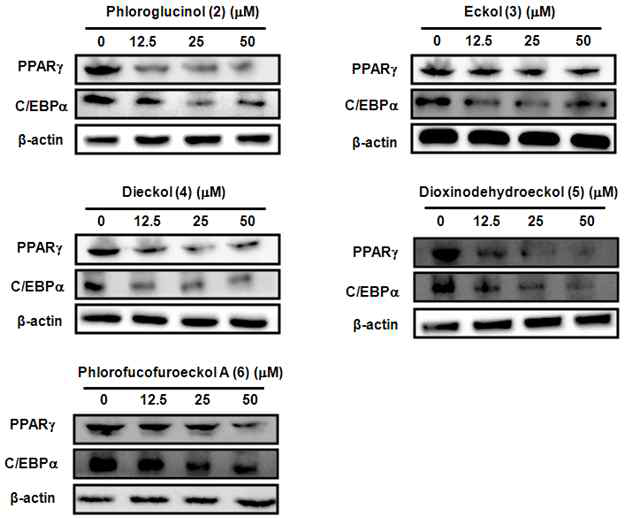 3T3-L1 adipocyte 세포에서의 곰피 EtOAc 분획물로부터 분리한 5개 phlorotannin의 PPARγ와 C/EBPα 의 발현