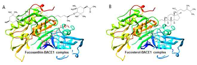 BACE1 억제 분석과 molecular docking data는 fucoxanthin과 fucosterol 모두 BACE1을 저해하는 강력한 효과를 보여주었고 β amyloid 발현을 억제함으로써 AD를 예방할 수 있다