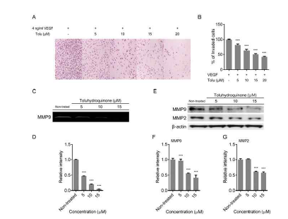 Toluhydroquinone을 HUVEC에 처리하였을 때 VEGF에 의해 유발된 세포 침윤이 억제되는 것을 확인할 수 있었다