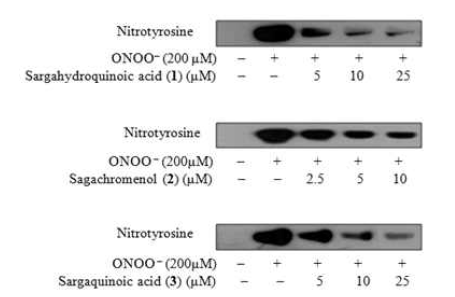 Protein (BSA)과 ONOO-의 반응으로 3-Nitrotyrosine이 생성되었으며 5, 10, 그리고 25 μM의 sargahydroquinoic acid와 sargaquinoic acid에 의해 3-nitrotyrosine의 생성이 강력하게 억제되었다