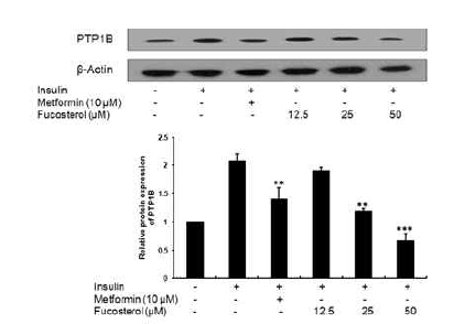 12.5, 25 그리고 50 μM 농도의 fucosterol을 인슐린 저항성 HepG2 세포에 처리했을 때 fucosterol 이 농도 의존적으로 PTP1B 발현을 감소시켰다