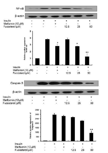 대조군과 비교해서 시료 처리했을 때 NF-κB p65 단백질 발현은 현저히 증가되었다