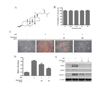WST-1을 이용한 Cell viability assay에서 fucosterol은 50 μM의 농도까지 독성이 없는 것으로 확인되었다. 또한 지방세포로의 분화를 Oil Red O staining으로 확인한 결과 fucosterol의 농도가 증가할수록 지방 형성이 감소하는 것으로 확인되었다. 또한 지방세포로 분화에 관여하는 PPARγ, C/EBP, SREBP-1 등의 단백질 발현이 감소되는 것 또한 확인하였다