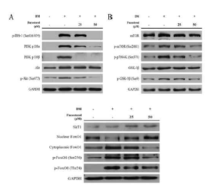 PI3K/Akt 신호 전달 경호를 확인한 결과 IRS-1, PI3K p110 isoforms (α and β) 등의 단백질이 감소하였으며, mTOR, p70S6K, GSK-3β 단백질의 인산화가 감소하는 것으로 나타났으며, 이는 PI3K/Akt 신호 전달 경로가 억제되는 것으로 나타났다. ERK pathway 역시 c-Raf, MEK1/2, ERK1/2 단백질의 인산화가 감소되는 것으로 나타났고, 이 결과는 Fucosterol이 ERK 신호 전달 경로 역시 억제시킨다는 것을 보여준다