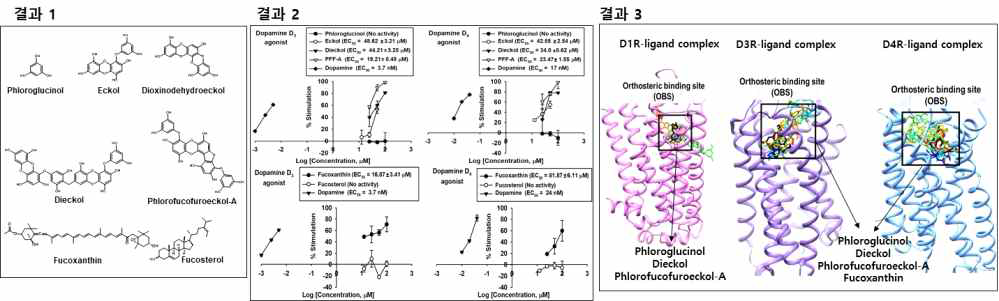 결과 1. 곰피 유래 5개의 phlorotannin들, 미역 유래 fucoxanthin 그리고 대황 유래 fucosterol의 구조. 결과 2. 도파민 D3/D4 수용체에 대한 phlorotannin들과 fucoxanthin의 농도 의존적인 agonist 효과. 결과 3. 분자 도킹 시뮬레이션을 통하여 도파민 D1, D3 그리고 D4 수용체들에 대한 phloroglucinol, dieckol, phlorofucofuroeckol-A 그리고 fucoxanthin의 결합 양상 확인