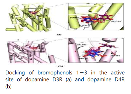 Bromophenol 1-3 모두 도파민 D3 수용체의 활성 부위에 안정적으로 결합하는 것이 관찰되었다. 세 화합물 모두 활성 부위에 있는 Asp110, Cys114, His349 그리고 Phe345 잔기들과 상호작용하는 것이 관찰되었다. 도파민 D4 수용체의 경우, 세포 실험에서 화합물 3만 full agonist 효과를 보였다. In silico 도킹 결과에서도, 화합물 3은 도파민 D4 수용체에 – 10.04 klcal/mol의 결합 에너지를 가졌고, Ser196, Asp115, Val193 그리고 Ser197를 포함하는 활성 부위의 주요 잔기들과 수소 결합을 형성하였다