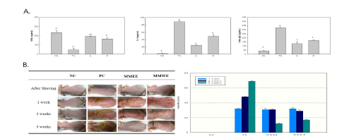 DNCB로 아토피 피부염을 유도한 BALB/c 수컷 마우스 비장세포 배양액의 IFN-γ의 분비량은 DNCB 단독 처리구에 비해 외톨개모자반 물 추출물(MMWE) 또는 MMEE 처리구에서 유의적으로 증가함. IL-4 분비량의 억제는 MMEE 처리구에서 더 크게 나타남. 혈청 IgE 농도 또한 추출물 처리에 의해 감소하였고, MMEE가 MMWE에 비해 IgE 억제율이 높음(A). 육안 평가와 skin severity score 결과(B), MMEE와 MMWE의 지속적 도포에 의해 score가 현저히 감소하였다